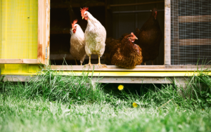 raising chickens in st. louis