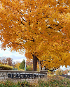 Fall trees at Blackburn Park in Webster Groves