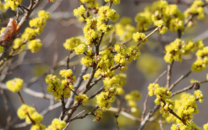 Common native Missouri spicebush