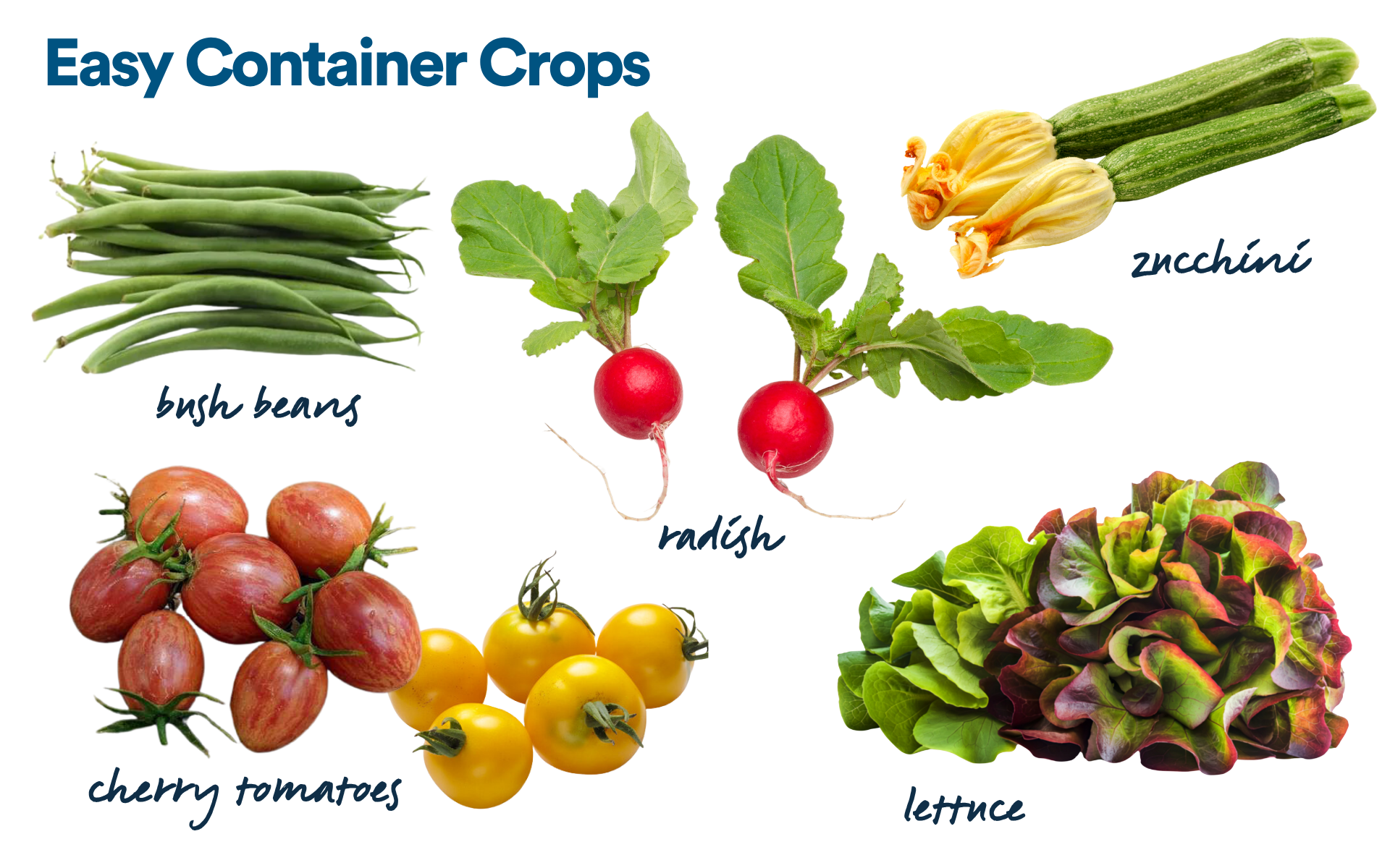 Variety of St. Louis container crops growing in pots on a sunny Missouri patio