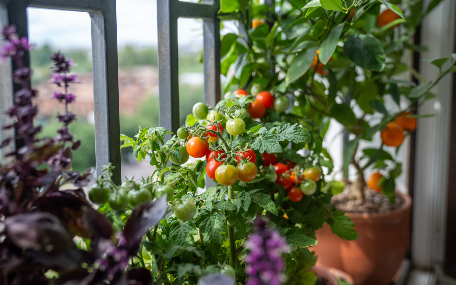 Variety of St. Louis container crops growing in pots on a sunny Missouri patio