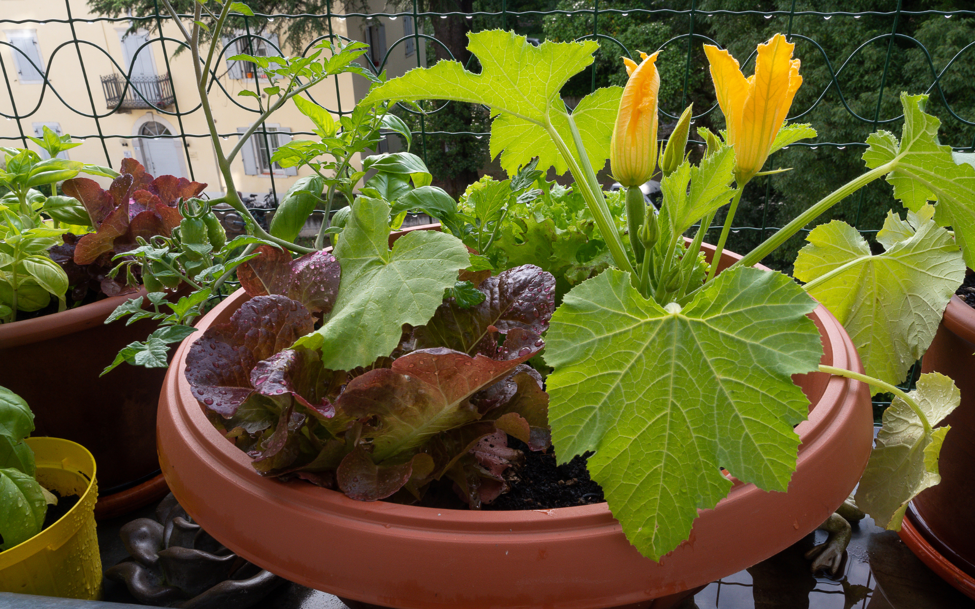 Variety of St. Louis container crops growing in pots on a sunny Missouri patio