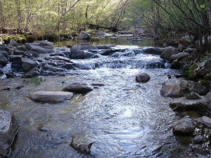 Pickle Springs Creek, Hawn State Park