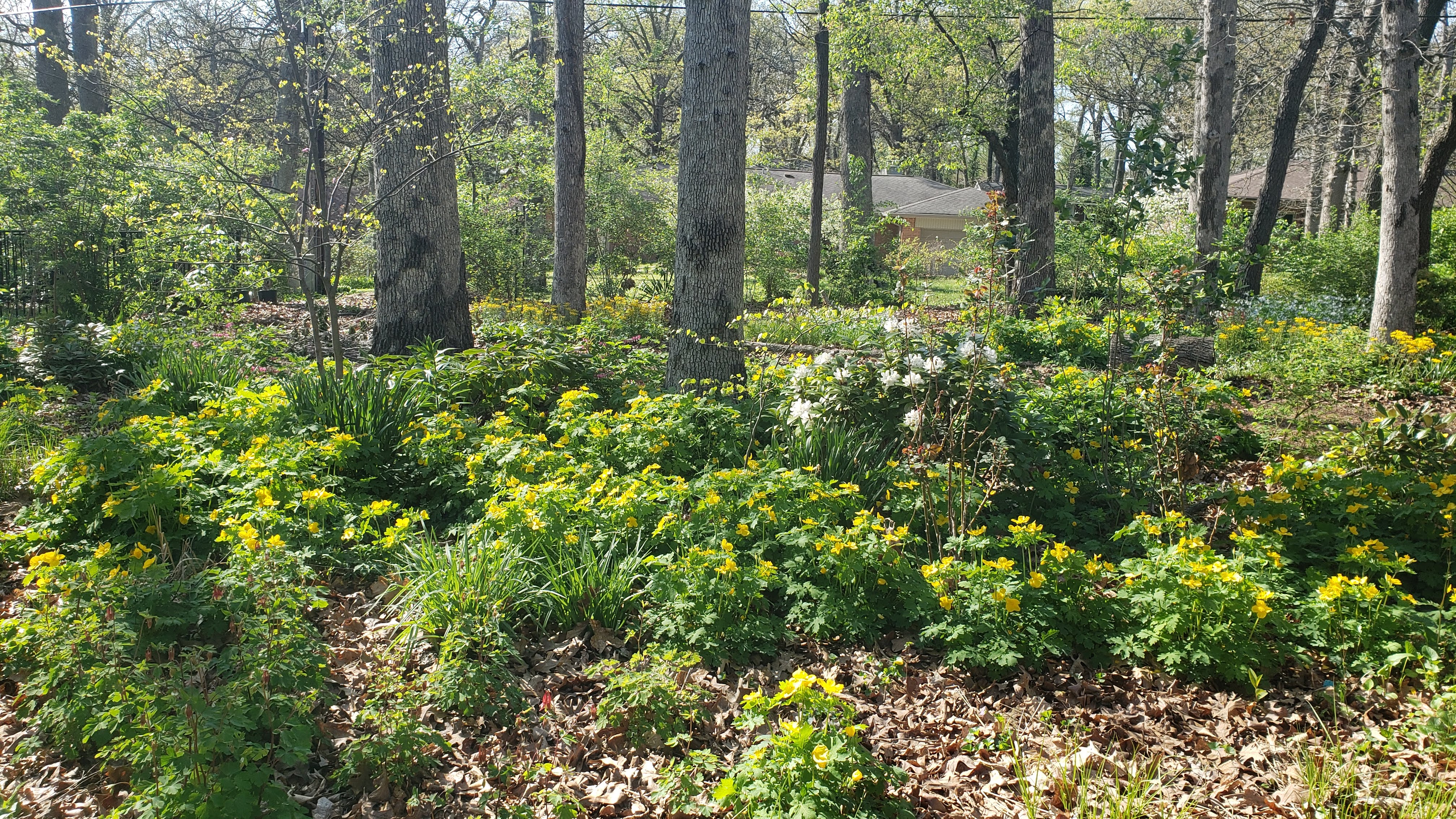 Woodland native garden St. Louis Missouri