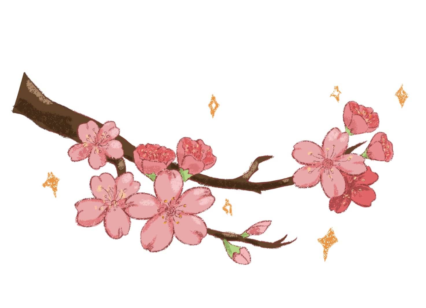 dessingb-fleur-de-cerisier-dessin