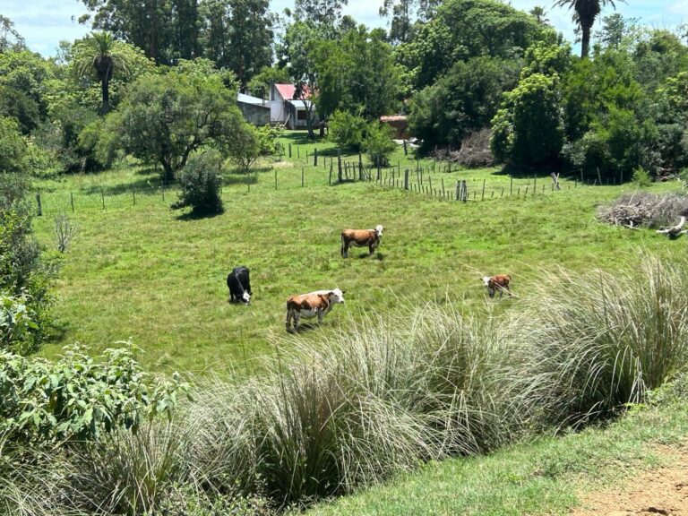 Uruguay is a farmer’s paradise