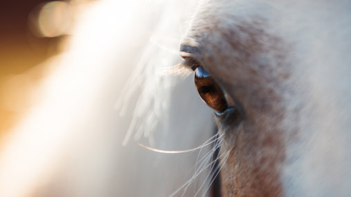 Como cuidar dos olhos dos cavalos?