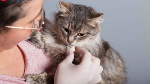 Venha descobrir com este artigo da DrogaVET o que é a gripe felina e como proteger o seu amiguinho desse problema comum!