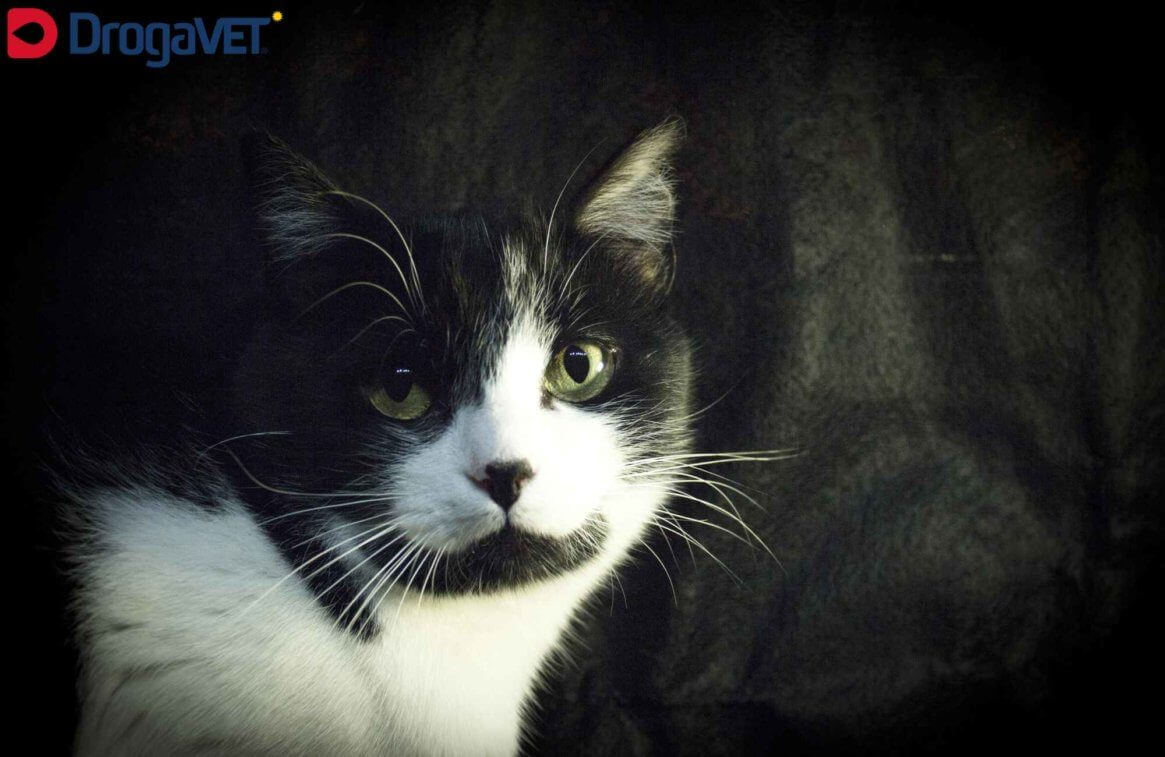 A leucemia felina é uma doença grave e muito comum, que pode ser controlada através de bons cuidados com o gato. Saiba como com a DrogaVET!