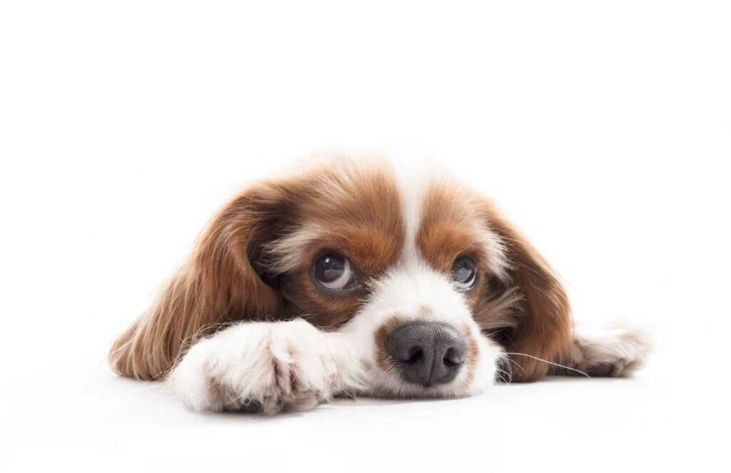 Como é o tratamento da Traqueobronquite canina?