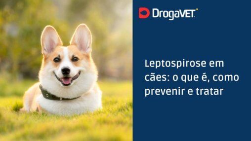 Leptospirose em cães: o que é, como prevenir e tratar