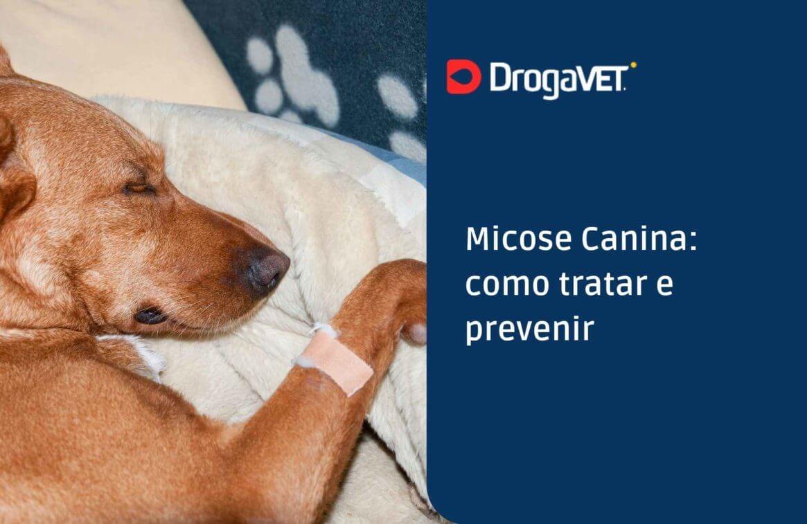 Micose Canina como tratar e prevenir