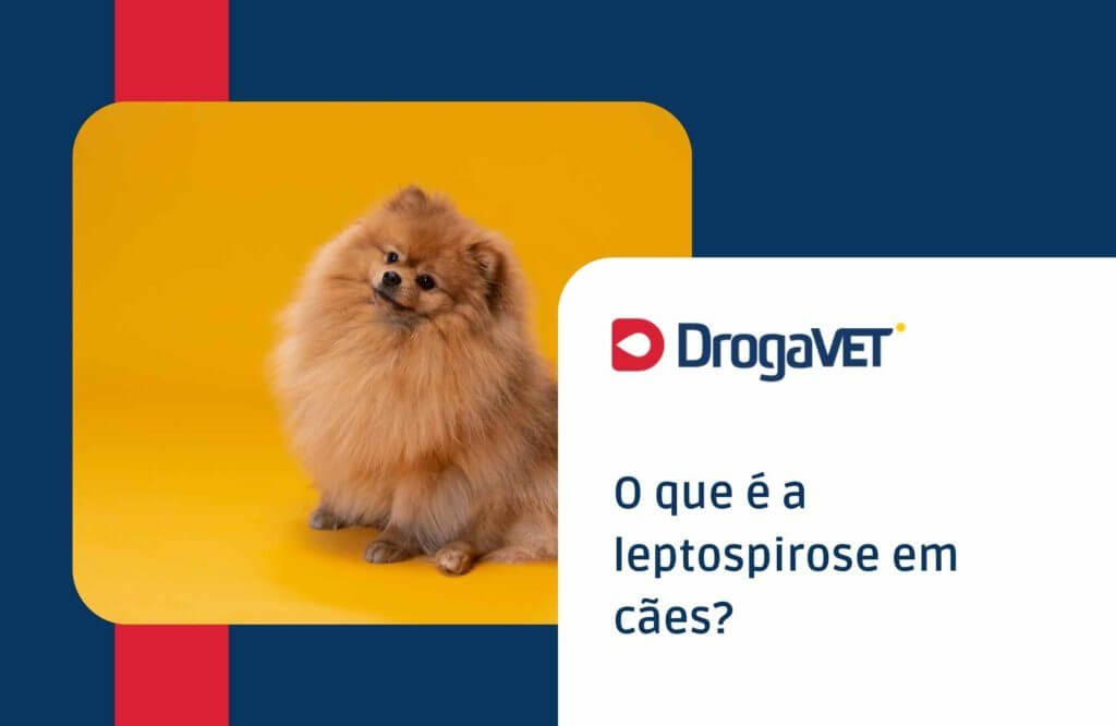 O que é a leptospirose em cães?