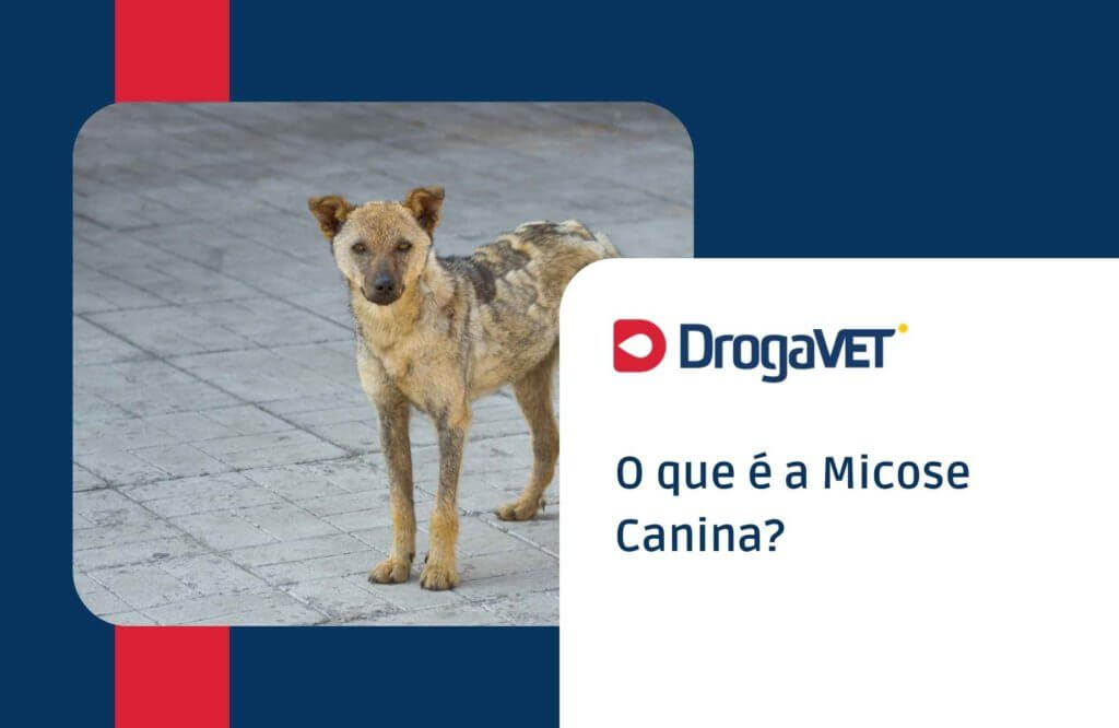 O que é a Micose Canina