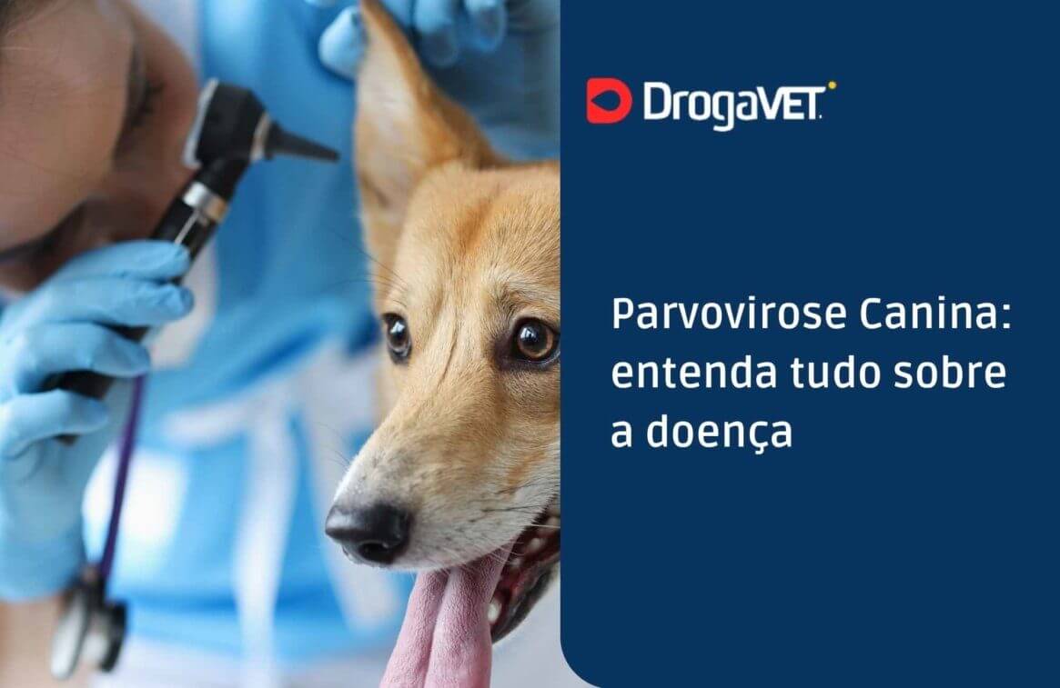 Parvovirose Canina entenda tudo sobre a doença