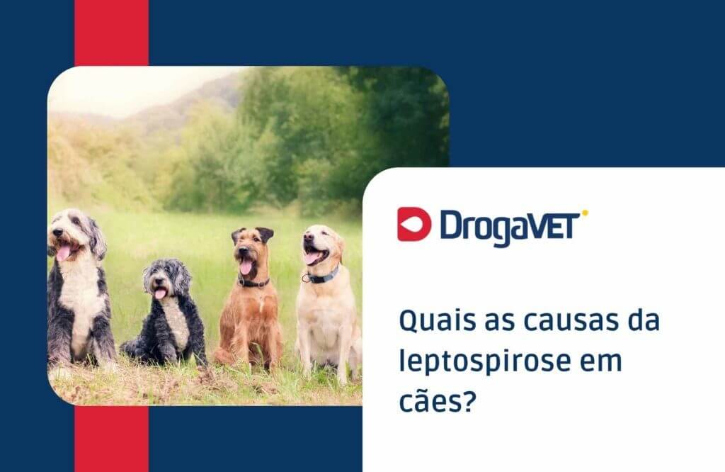 Quais as causas da leptospirose em cães?