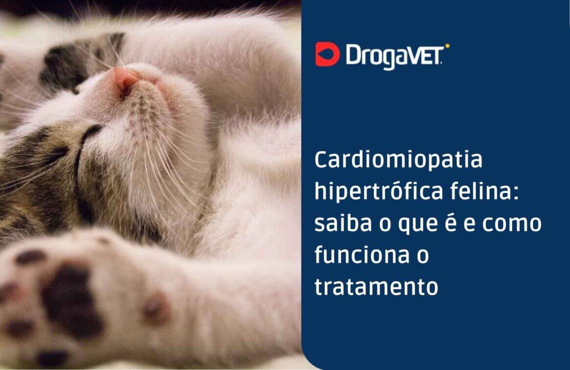 Cardiomiopatia hipertrófica felina: saiba o que é e como funciona o tratamento