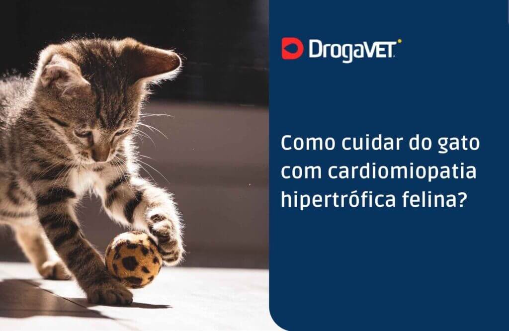 Como cuidar do gato com cardiomiopatia hipertrófica felina?