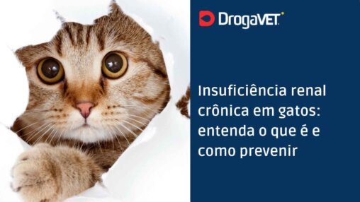 Insuficiência renal crônica em gatos: entenda o que é e como prevenir