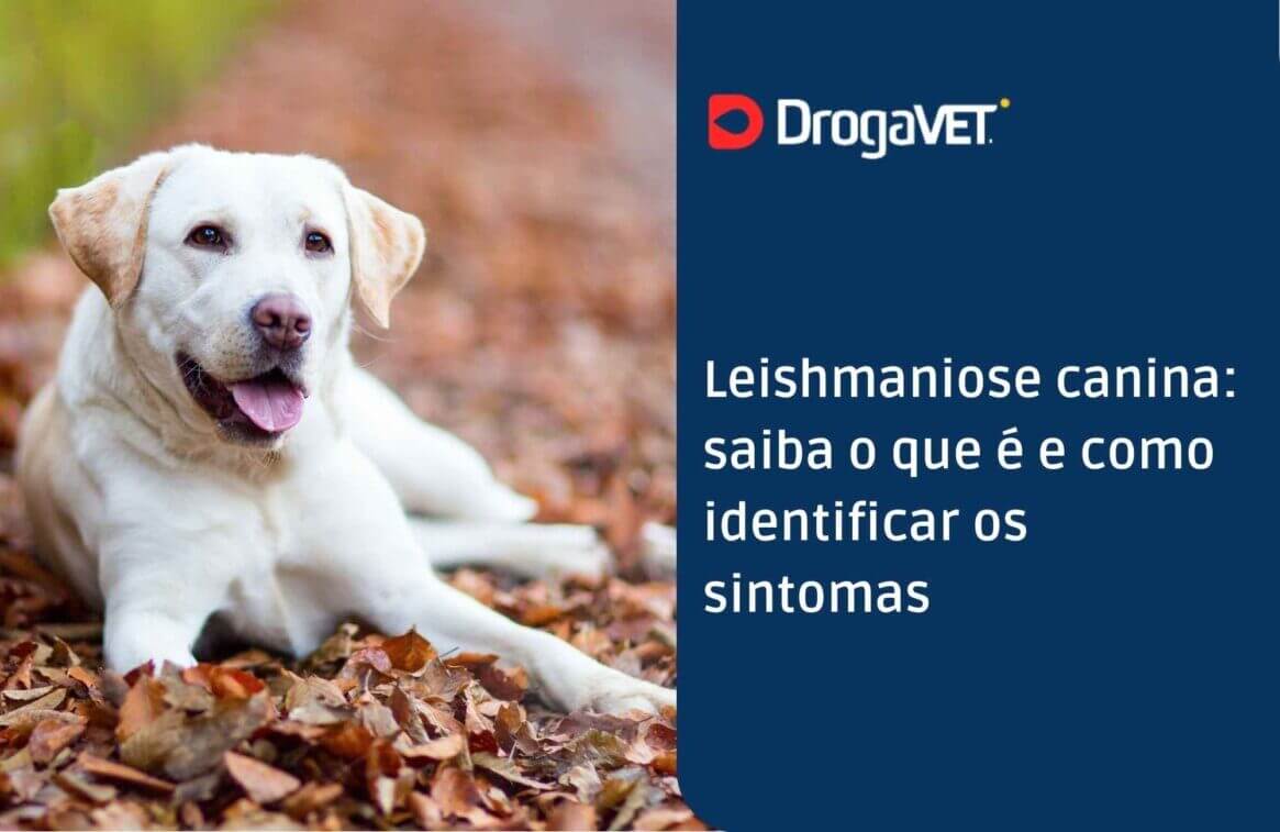 Leishmaniose canina: saiba o que é e como identificar os sintomas