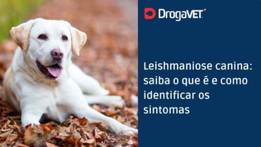 Leishmaniose canina: saiba o que é e como identificar os sintomas