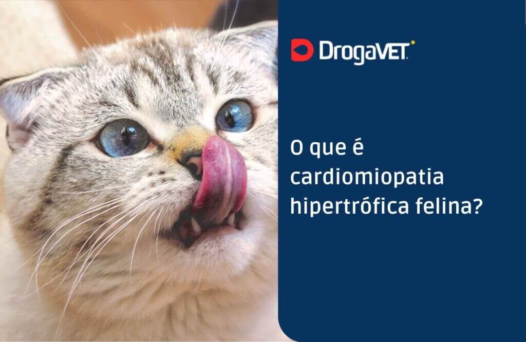 O que é cardiomiopatia hipertrófica felina?
