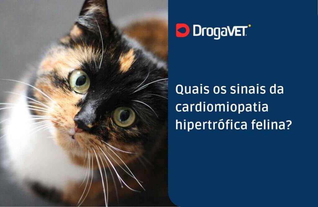 Quais os sinais da cardiomiopatia hipertrófica felina?