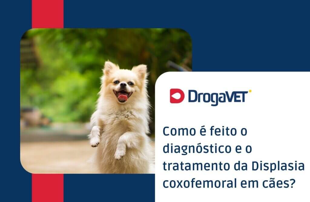 Como é feito o diagnóstico e o tratamento da Displasia coxofemoral em cães?