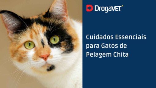 Cuidados Essenciais para Gatos de Pelagem Chita