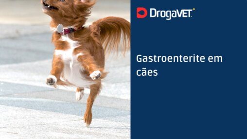 Gastroenterite em cães