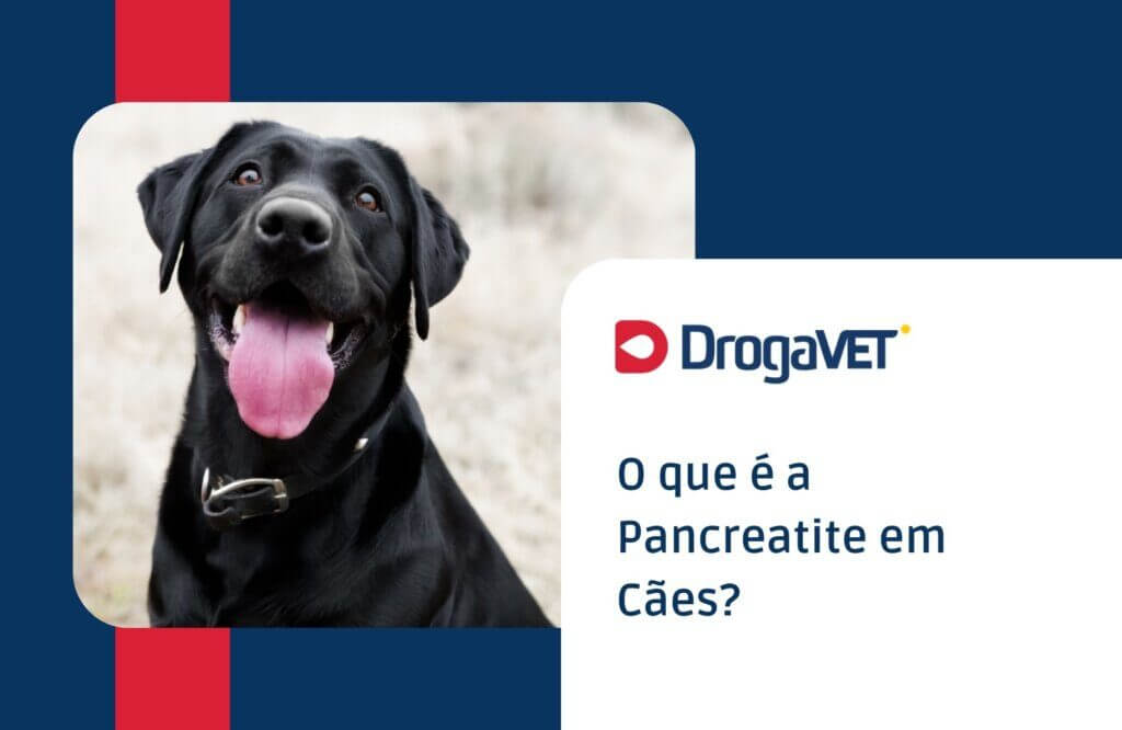 O que é a Pancreatite em Cães?