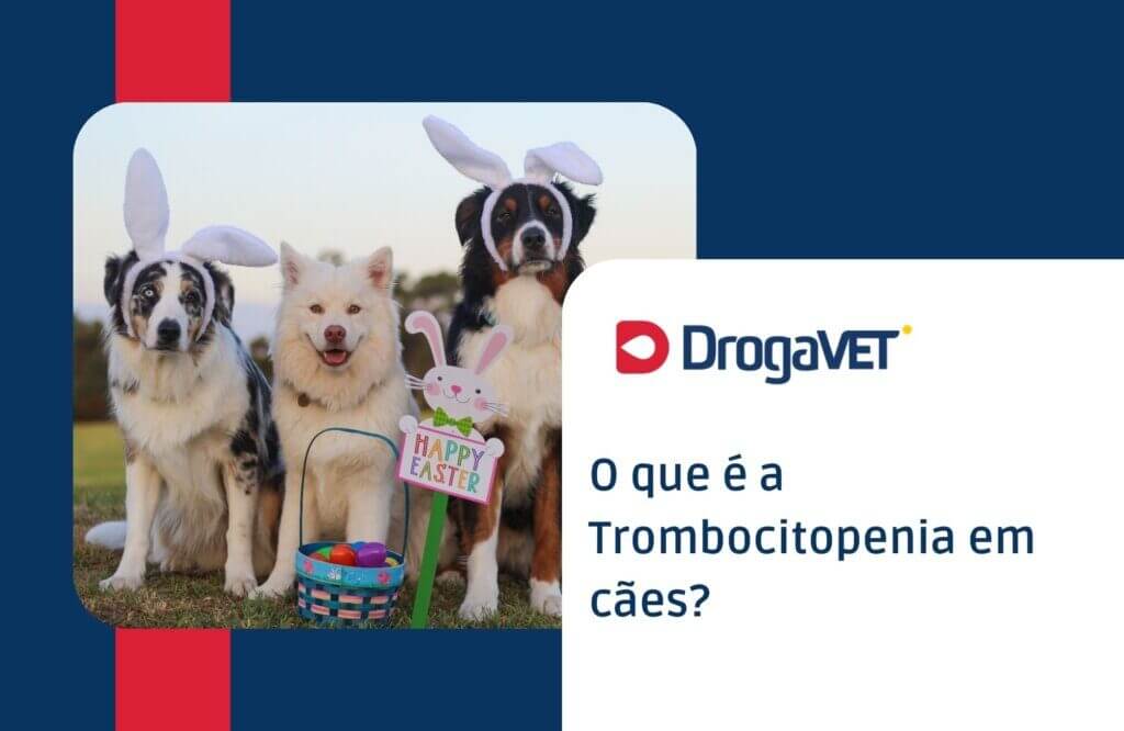 O que é a Trombocitopenia em cães?