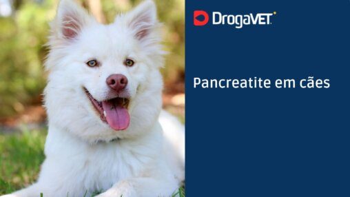 Pancreatite em cães
