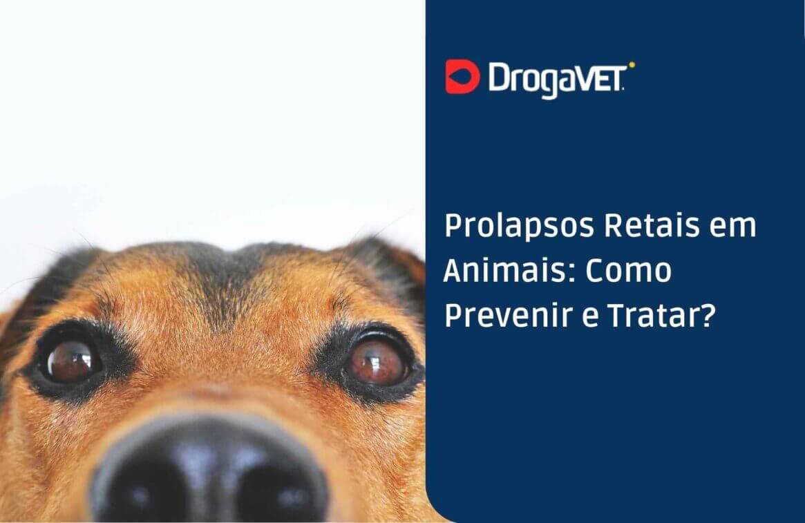 Prolapsos Retais em Animais Como Prevenir e Tratar