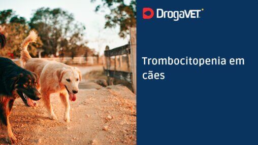 Trombocitopenia em cães