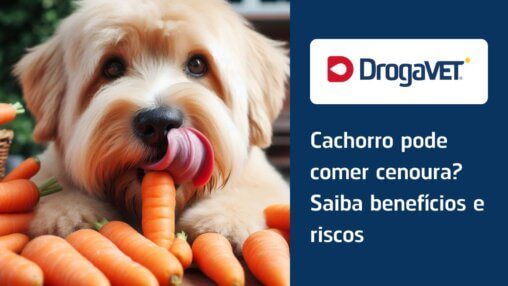 Cachorro pode comer cenoura