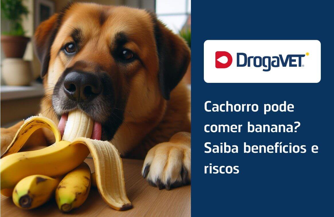 Cachorro pode comer banana?