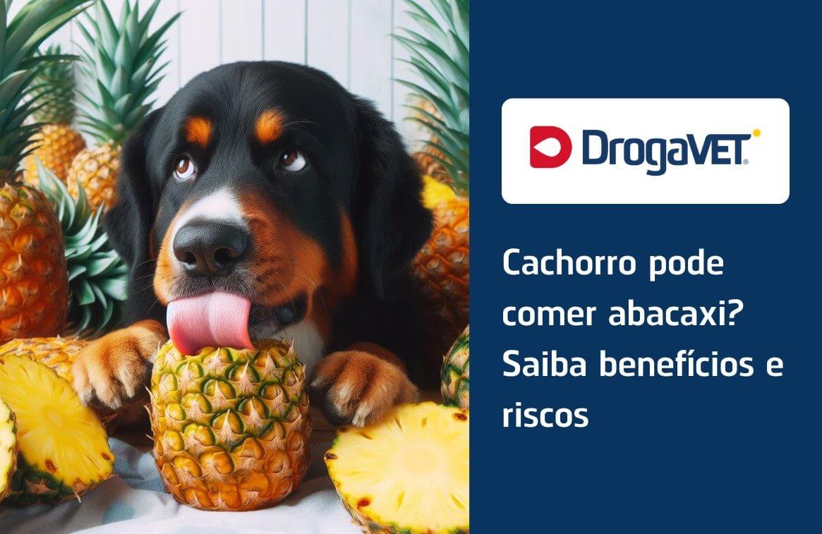 Cachorro pode comer abacaxi
