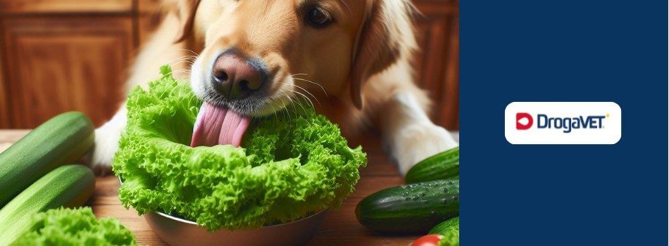 Cachorro pode comer alface. Saiba benefícios e riscos