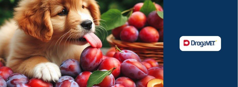 Cachorro pode comer ameixa. Saiba benefícios e riscos