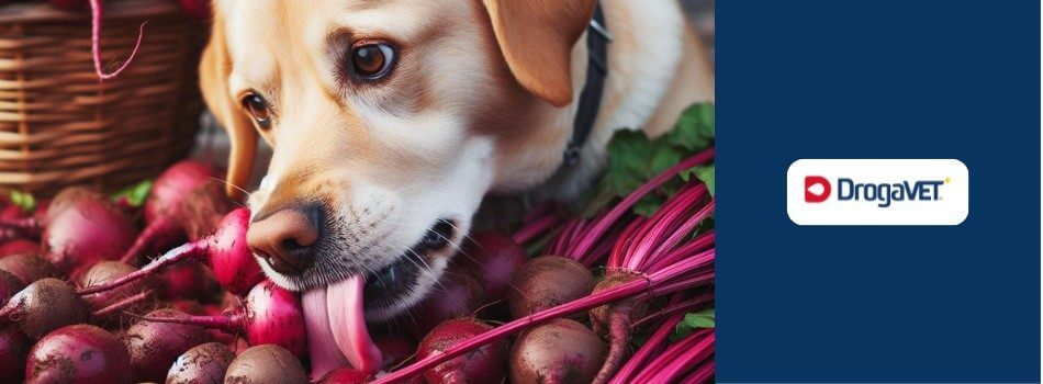 Cachorro pode comer beterraba. Saiba benefícios e riscos