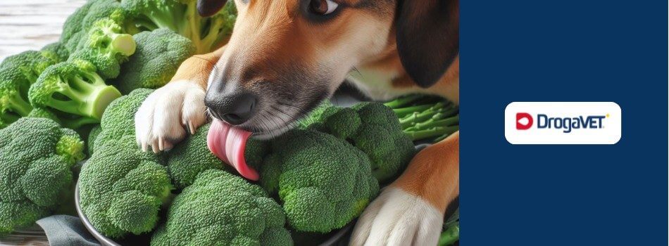 Cachorro pode comer brócolis. Saiba benefícios e riscos
