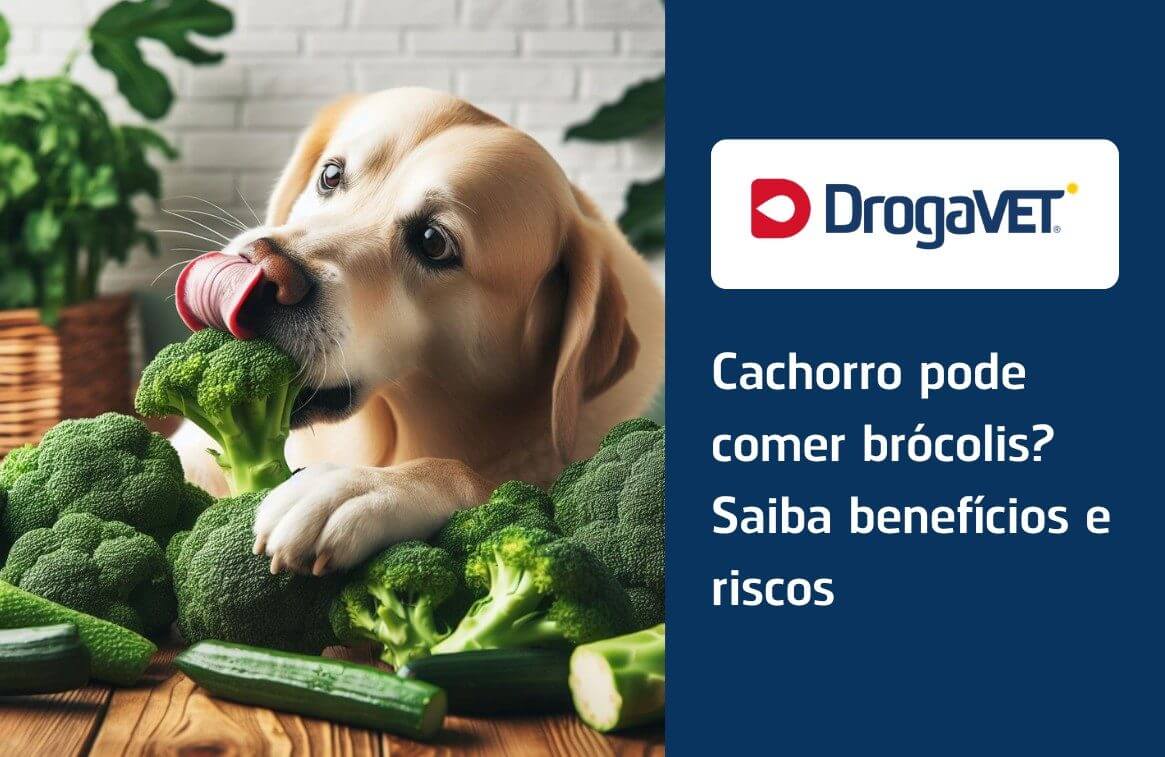 Cachorro pode comer brócolis