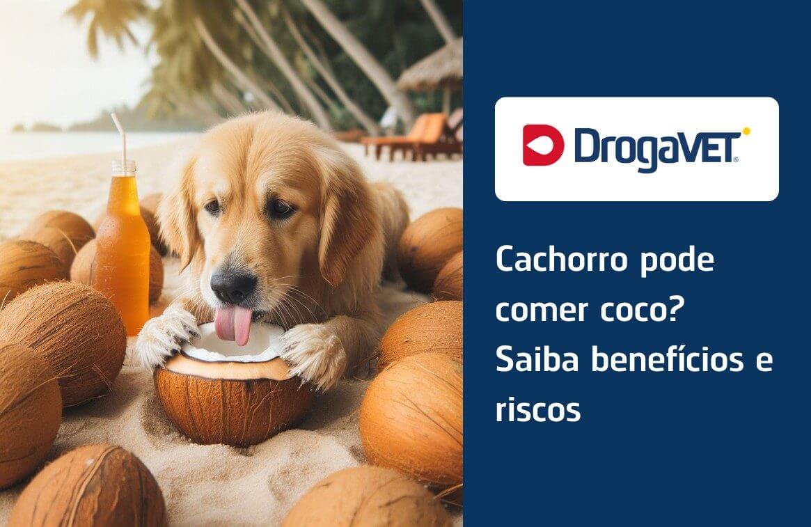 Cachorro pode comer coco