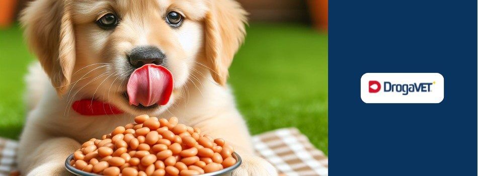 Cachorro pode comer feijão. Saiba benefícios e riscos
