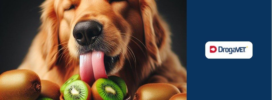 Cachorro pode comer kiwi. Saiba benefícios e riscos