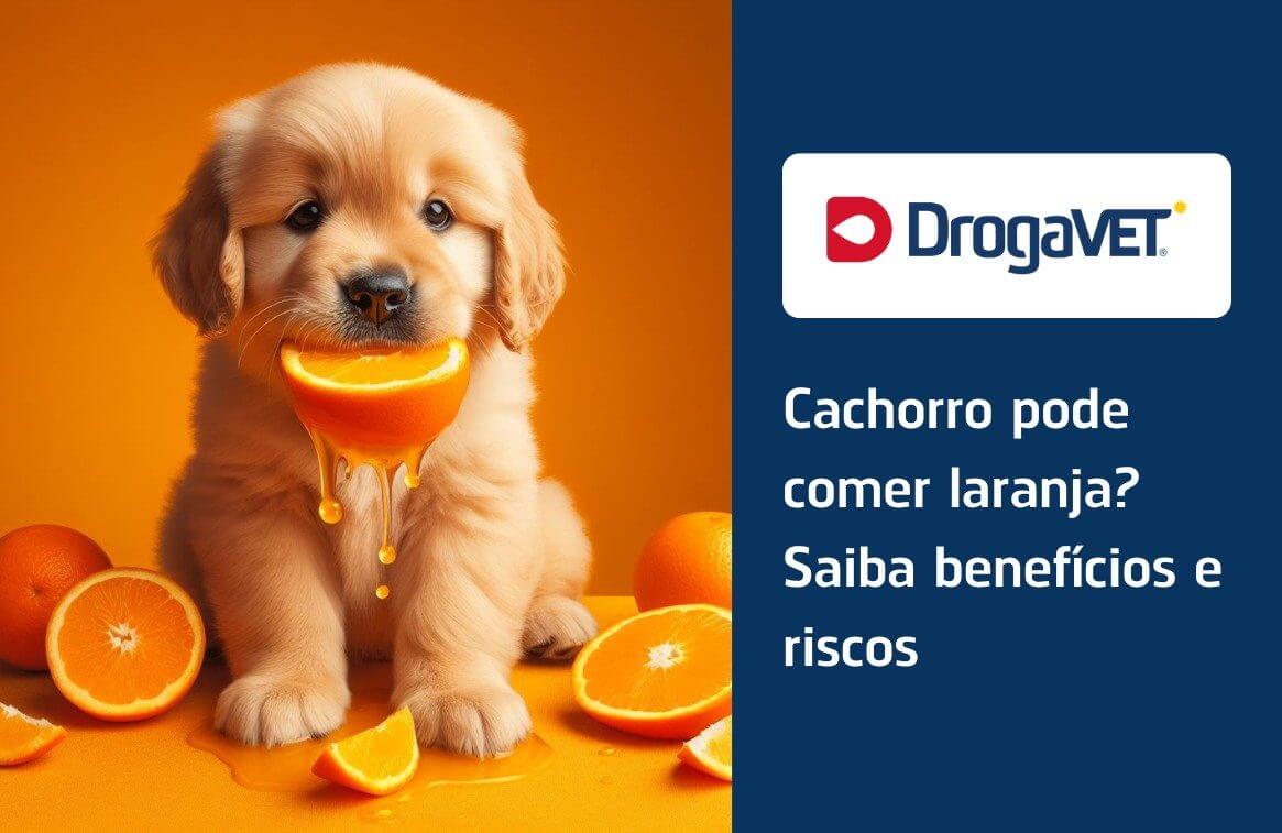 Cachorro pode comer laranja