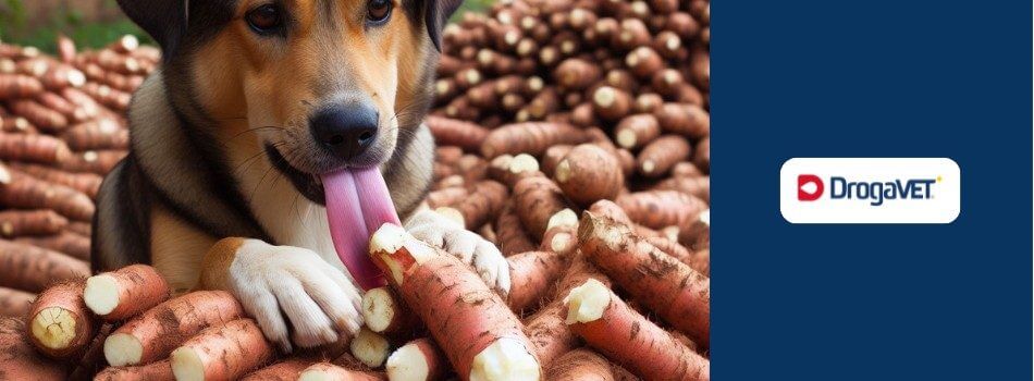 Cachorro pode comer mandioca. Saiba benefícios e riscos