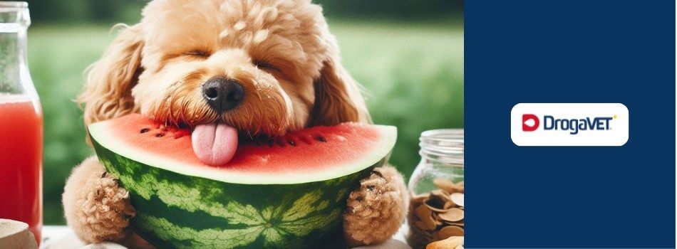 Cachorro pode comer melancia. Saiba benefícios e riscos