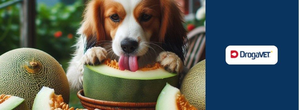 Cachorro pode comer melão. Saiba benefícios e riscos